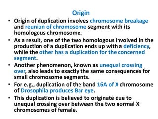 Origin
• Origin of duplication involves chromosome breakage
and reunion of chromosome segment with its
homologous chromosome.
• As a result, one of the two homologous involved in the
production of a duplication ends up with a deficiency,
while the other has a duplication for the concerned
segment.
• Another phenomenon, known as unequal crossing
over, also leads to exactly the same consequences for
small chromosome segments.
• For e.g., duplication of the band 16A of X chromosome
of Drosophila produces Bar eye.
• This duplication is believed to originate due to
unequal crossing over between the two normal X
chromosomes of female.
 