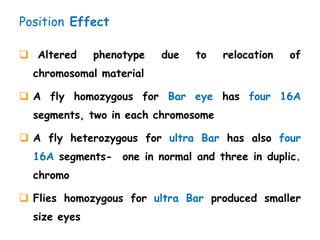 Position Effect
 Altered phenotype due to relocation of
chromosomal material
 A fly homozygous for Bar eye has four 16A
segments, two in each chromosome
 A fly heterozygous for ultra Bar has also four
16A segments- one in normal and three in duplic.
chromo
 Flies homozygous for ultra Bar produced smaller
size eyes
 
