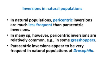 Inversions in natural populations
• In natural populations, pericentric inversions
are much less frequent than paracentric
inversions.
• In many sp, however, pericentric inversions are
relatively common, e.g., in some grasshoppers.
• Paracentric inversions appear to be very
frequent in natural populations of Drosophila.
 