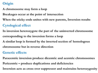 Origin
A chromosome may form a loop
Breakages occur at the point of intersection
When the sticky ends unites with new parents, Inversion results
Cytological effect
In inversion heterozygote the part of the uninverted chromosome
corresponding to the inversion forms a loop
A similar loop is formed by the inverted section of homologous
chromosome but in reverse direction
Genetic effects
Paracentric inversion produce dicentric and acentric chromosomes
Pericentric – produce duplications and deficiencies
Inversion acts as cross over suppressor and maintains heterozygosity
 