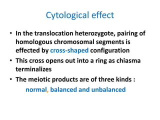 Cytological effect
• In the translocation heterozygote, pairing of
homologous chromosomal segments is
effected by cross-shaped configuration
• This cross opens out into a ring as chiasma
terminalizes
• The meiotic products are of three kinds :
normal, balanced and unbalanced
 
