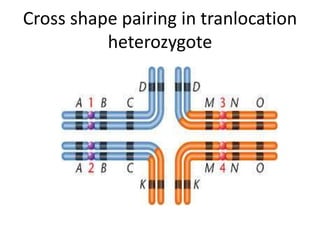 Cross shape pairing in tranlocation
heterozygote
 
