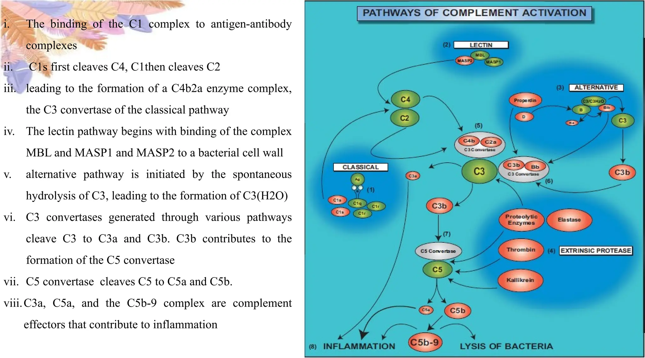 ROLE OF COMPLEMENT SYSTEM IN ACUTE INFLAMMATION.pptx | Blood Disorders ...