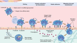 ROLE OF COMPLEMENT SYSTEM IN ACUTE INFLAMMATION.pptx