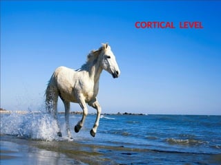 CORTICAL LEVEL
 