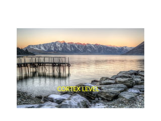 CORTEX LEVEL
 