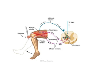 6. Developmental Reflexes ppt personal.pptx