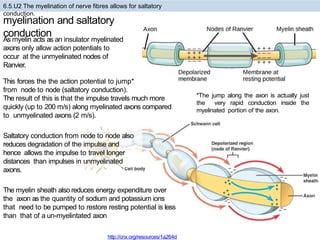 Nervous system IBDP Biology presentation 6.5 | PPTX