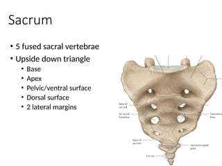 Anatomy of the Bony Pelvis in Humans presentation | PPTX
