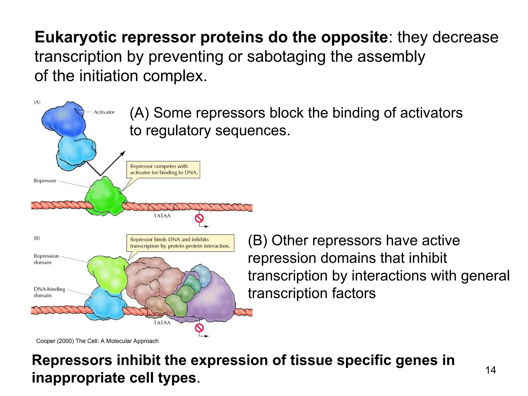 6. An overview of Gene Control_2014o.ppt
