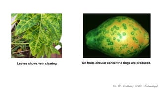 Pests of Papaya_Identification_IPM_Dr.UPR.pdf