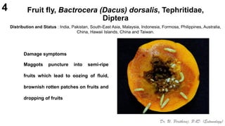 Pests of Papaya_Identification_IPM_Dr.UPR.pdf