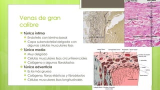 6. Morfología de los vasos sanguíneos.pptx