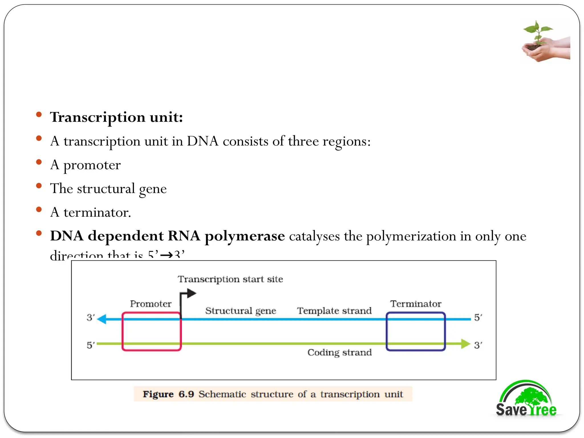  Transcription unit:
 A transcription unit in DNA consists of three regions:
 A promoter
 The structural gene
 A terminator.
 DNA dependent RNA polymerase catalyses the polymerization in only one
direction that is 5’ 3’.
→
 