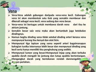 Vena
⮚ Vena-Vena adalah gabungan daripada vena-vena kecil. Gabungan
vena ini akan membentuk satu tiub yang semakin membesar dan
dikenali sebagai vena kecil, vena sedang dan vena besar.
⮚ Vena-vena ini bertugas untuk membawa darah vena dari tisu ke
atrium jantung.
⮚ Semakin besar saiz vena maka akan bertambah juga ketebalan
dindingnya.
⮚ Namun begitu dinding vena tidak setebal dinding arteri kerana vena
mempunyai kurang tisu kenyal dan otot licin.
⮚ Mempunyai tiga lapisan yang sama seperti arteri bagaimanapun
bahagian tunika internanya lebih besar dan mempunyai dinding yang
kecil serta hanya memiliki tisu penghubung yang sedikit.
⮚ Mempunyai lumen yang besar.Mempunyai injap yang akan terbuka
apabila darah mengalir ke jantung dan tutup apabila bertentangan.
Mengangkut darah yang bertekanan rendah danmengalirkanya
dengan perlahan.
 