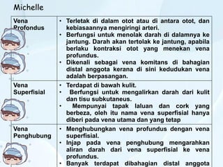 Vena
Profondus
• Terletak di dalam otot atau di antara otot, dan
kebiasaannya mengiringi arteri.
• Berfungsi untuk menolak darah di dalamnya ke
jantung. Darah akan tertolak ke jantung, apabila
berlaku kontraksi otot yang menekan vena
profundus.
• Dikenali sebagai vena komitans di bahagian
distal anggota kerana di sini kedudukan vena
adalah berpasangan.
Vena
Superfisial
• Terdapat di bawah kulit.
• Berfungsi untuk mengalirkan darah dari kulit
dan tisu subkutaneus.
• Mempunyai tapak laluan dan cork yang
berbeza, oleh itu nama vena superfisial hanya
diberi pada vena utama dan yang tetap
Vena
Penghubung
• Menghubungkan vena profundus dengan vena
superfisial.
• Injap pada vena penghubung mengarahkan
aliran darah dari vena superfisial ke vena
profundus.
• Banyak terdapat dibahagian distal anggota
Michelle
 