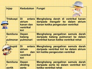 Injap Kedudukan Fungsi
Triskuspi
d
Di antara
atrium
kanan dan
ventrikal
kiri
Menghalang darah di ventrikal kanan
daripada mengalir ke dalam atrium
kanan ketika pengecutan ventrikal
Semiluna
r
pulmonar
i
Depan
batang
pulmonari
Menghalang pengaliran semula darah
daripada batang pulmonari ke dalam
ventrikal kanan ketika ventrikal rehat
Biskupid Di antara
atrium
kiri dan
ventrikal
kiri
Menghalang pengaliran semula darah
daripada ventrikal kiri ke dalam atrium
kiri ketika pengecutan ventrikal
Semiluna
r
aortik
Depan
dinding
aorta
Menghalang pengaliran semula darah
daripada aorta ke dalam ventrikal kiri
ketika ventrikal rehat
 