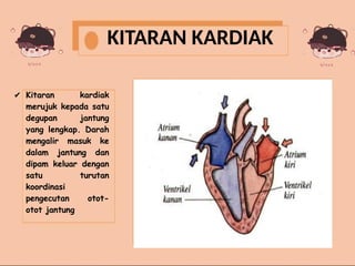 KITARAN KARDIAK
✔ Kitaran kardiak
merujuk kepada satu
degupan jantung
yang lengkap. Darah
mengalir masuk ke
dalam jantung dan
dipam keluar dengan
satu turutan
koordinasi
pengecutan otot-
otot jantung
 