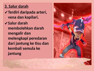 3. Salur darah
✔Terdiri daripada arteri,
vena dan kapilari.
✔Salur darah
membolehkan darah
mengalir dan
melengkapi peredaran
dari jantung ke tisu dan
kembali semula ke
jantung
 