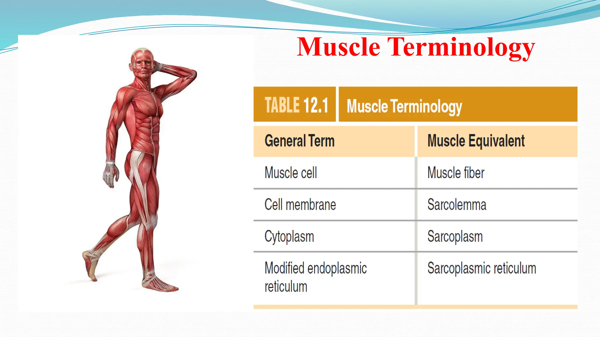6. muscle physiology.pptx pharmacology for muscle medicine | PPT | Free ...