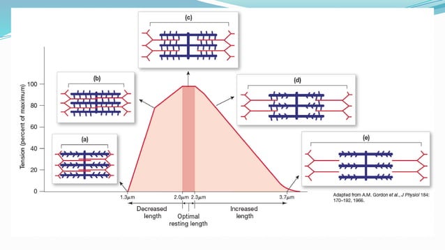 6. muscle physiology.pptx pharmacology for muscle medicine | PPT | Free ...
