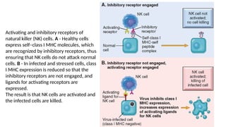 Activating and inhibitory receptors of
natural killer (NK) cells. A - Healthy cells
express self–class I MHC molecules, which
are recognized by inhibitory receptors, thus
ensuring that NK cells do not attack normal
cells. B - In infected and stressed cells, class
I MHC expression is reduced so that the
inhibitory receptors are not engaged, and
ligands for activating receptors are
expressed.
The result is that NK cells are activated and
the infected cells are killed.
 