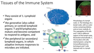 Tissues of the Immune System
• They consist of 1. Lymphoid
organs
the generative (also called
primary, or central) lymphoid
organs: T and B lymphocytes
mature and become competent
to respond to antigens, and
the peripheral (or secondary)
lymphoid organs, in which
adaptive immune responses to
microbes are initiated.
Morphology of a lymph
node. A, The histology of a
lymph node, with an outer
cortex containing follicles
and an inner medulla. B,
The segregation of B cells
and T cells in different
regions of the lymph node,
illustrated schematically. C,
The location of B cells
(stained green, using the
immunofluorescence
technique) and T cells
(stained red) in a lymph
node.
 