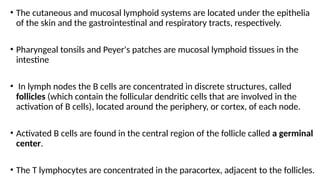 • The cutaneous and mucosal lymphoid systems are located under the epithelia
of the skin and the gastrointestinal and respiratory tracts, respectively.
• Pharyngeal tonsils and Peyer's patches are mucosal lymphoid tissues in the
intestine
• In lymph nodes the B cells are concentrated in discrete structures, called
follicles (which contain the follicular dendritic cells that are involved in the
activation of B cells), located around the periphery, or cortex, of each node.
• Activated B cells are found in the central region of the follicle called a germinal
center.
• The T lymphocytes are concentrated in the paracortex, adjacent to the follicles.
 