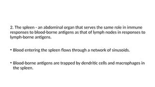 2. The spleen - an abdominal organ that serves the same role in immune
responses to blood-borne antigens as that of lymph nodes in responses to
lymph-borne antigens.
• Blood entering the spleen flows through a network of sinusoids.
• Blood-borne antigens are trapped by dendritic cells and macrophages in
the spleen.
 