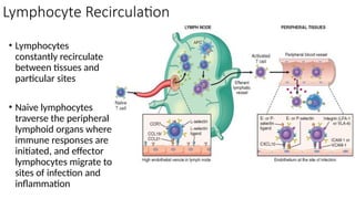 Lymphocyte Recirculation
• Lymphocytes
constantly recirculate
between tissues and
particular sites
• Naive lymphocytes
traverse the peripheral
lymphoid organs where
immune responses are
initiated, and effector
lymphocytes migrate to
sites of infection and
inflammation
 