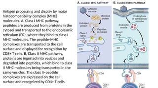 Antigen processing and display by major
histocompatibility complex (MHC)
molecules. A, Class I MHC pathway,
peptides are produced from proteins in the
cytosol and transported to the endoplasmic
reticulum (ER), where they bind to class I
MHC molecules. The peptide-MHC
complexes are transported to the cell
surface and displayed for recognition by
CD8+ T cells. B, Class II MHC pathway,
proteins are ingested into vesicles and
degraded into peptides, which bind to class
II MHC molecules being transported in the
same vesicles. The class II–peptide
complexes are expressed on the cell
surface and recognized by CD4+ T cells.
 