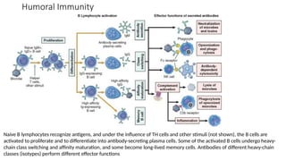 Humoral Immunity
Naive B lymphocytes recognize antigens, and under the influence of TH cells and other stimuli (not shown), the B cells are
activated to proliferate and to differentiate into antibody-secreting plasma cells. Some of the activated B cells undergo heavy-
chain class switching and affinity maturation, and some become long-lived memory cells. Antibodies of different heavy-chain
classes (isotypes) perform different effector functions
 