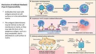 Mechanism of Antibody-Mediated
(Type II) Hypersensitivity
• Antibodies that react with
antigens present on cell
surfaces or in the extracellular
matrix.
• The antigenic determinants
may be intrinsic to the cell
membrane or matrix, or they
may take the form of an
exogenous antigen, such as a
drug metabolite, that is
adsorbed on a cell surface or
matrix.
 