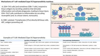 Mechanisms of T cell–mediated (type IV) hypersensitivity reactions
A, CD4+ TH1 cells (and sometimes CD8+ T cells,) respond to
tissue antigens by secreting cytokines that stimulate
inflammation and activate phagocytes, leading to tissue injury.
CD4+ TH17 cells contribute to inflammation by recruiting
neutrophils (and, to a lesser extent, monocytes).
B, CD8+ cytotoxic T lymphocytes (CTLs) directly kill tissue cells.
APC, antigen-presenting cell.
Examples of T Cell–Mediated (Type IV) Hypersensitivity
 