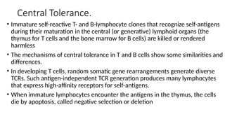 Central Tolerance.
• Immature self-reactive T- and B-lymphocyte clones that recognize self-antigens
during their maturation in the central (or generative) lymphoid organs (the
thymus for T cells and the bone marrow for B cells) are killed or rendered
harmless
• The mechanisms of central tolerance in T and B cells show some similarities and
differences.
• In developing T cells, random somatic gene rearrangements generate diverse
TCRs. Such antigen-independent TCR generation produces many lymphocytes
that express high-affinity receptors for self-antigens.
• When immature lymphocytes encounter the antigens in the thymus, the cells
die by apoptosis, called negative selection or deletion
 