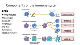 Components of the immune system
Cells
• Lymphocytes
The principal
classes of
lymphocytes
and their
functions in
adaptive immunity
 