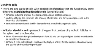 Dendritic cells
• There are two types of cells with dendritic morphology that are functionally quite
different: interdigitating dendritic cells (dendritic cells)
• APCs for initiating primary T-cell responses against protein antigens.
• under epithelia, the common site of entry of microbes and foreign antigens, and in the
interstitia of all tissues
• Immature dendritic cells within the epidermis are called Langerhans cells.
• follicular dendritic cell - present in the germinal centers of lymphoid follicles in
the spleen and lymph nodes.
• bears Fc receptors for IgG and receptors for C3b and can trap antigens bound to antibodies
or complement proteins.
• APCs to B cells, select B cells that have the highest affinity for the antigen, thus improving
the quality of the antibody produced
 