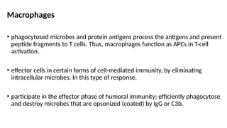 Macrophages
• phagocytosed microbes and protein antigens process the antigens and present
peptide fragments to T cells. Thus, macrophages function as APCs in T-cell
activation.
• effector cells in certain forms of cell-mediated immunity, by eliminating
intracellular microbes. In this type of response.
• participate in the effector phase of humoral immunity; efficiently phagocytose
and destroy microbes that are opsonized (coated) by IgG or C3b.
 