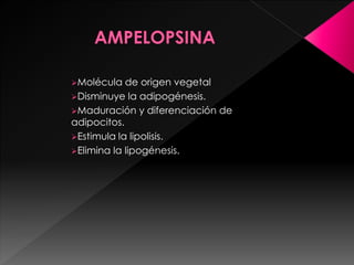 Molécula de origen vegetal
Disminuye la adipogénesis.
Maduración y diferenciación de
adipocitos.
Estimula la lipolisis.
Elimina la lipogénesis.
 