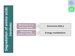Nitrogen metabolism and the urea cycle for MBBS, BDS, Lab. Med..pptx