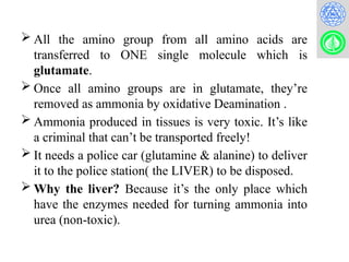 Nitrogen metabolism and the urea cycle for MBBS, BDS, Lab. Med..pptx