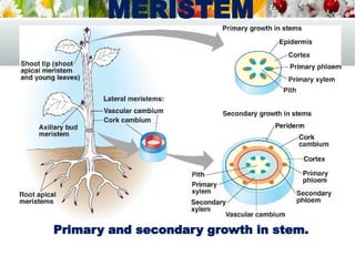 Primary and secondary growth in stem.
MERISTEM
 