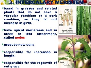 3. INTERCALARY MERISTEM
found in grasses and related
plants that do not have a
vascular cambium or a cork
cambium, as they do not
increase in girth.
have apical meristems and in
areas of leaf attachment,
called nodes
produce new cells
responsible for increases in
length.
responsible for the regrowth of
cut grass.
 