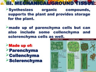 III. MECHANICAL/GROUND TISSUE
Synthesizes organic compounds,
supports the plant and provides storage
for the plant.
made up of parenchyma cells but can
also include some collenchyma and
sclerenchyma cells as well.
Made up of:
Parenchyma
Collenchyma
Sclerenchyma
www.mindset.co.z
 