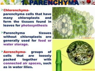 1. PARENCHYMA
Chlorenchyma-
parenchyma cells that have
many chloroplasts and
form the tissues found in
leaves for photosynthesis
Parenchyma tissues
without chloroplasts are
generally used for food or
water storage.
Aerenchyma- groups of
cells that are loosely
packed together with
connected air spaces, such
as in water lilies.
sydney.edu.au
forestandrange.org
 