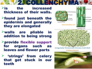 2. COLLENCHYMA
is the increased
thickness of their walls.
found just beneath the
epidermis and generally
they are elongated
walls are pliable in
addition to being strong
provide flexible support
for organs such as
leaves and flower parts
 ‘strings’ from celery
that get stuck in our
teeth
www.meritnation.com
 