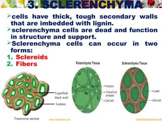3. SCLERENCHYMA
cells have thick, tough secondary walls
that are imbedded with lignin.
sclerenchyma cells are dead and function
in structure and support.
Sclerenchyma cells can occur in two
forms:
1. Sclereids
2. Fibers
cbseadda.blogspot.com
www.meritnation.com
 