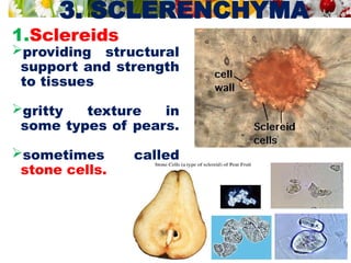 3. SCLERENCHYMA
1.Sclereids
providing structural
support and strength
to tissues
gritty texture in
some types of pears.
sometimes called
stone cells.
 