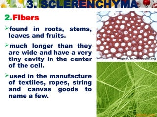 3. SCLERENCHYMA
2.Fibers
found in roots, stems,
leaves and fruits.
much longer than they
are wide and have a very
tiny cavity in the center
of the cell.
used in the manufacture
of textiles, ropes, string
and canvas goods to
name a few.
https://en.wikipedia.org
admet.com
 