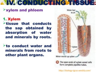 IV. CONDUCTING TISSUE
xylem and phloem
1. Xylem
tissue that conducts
the sap obtained by
absorption of water
and minerals by roots.
to conduct water and
minerals from roots to
other plant organs.
http://biology-igcse.weebly.com/
 